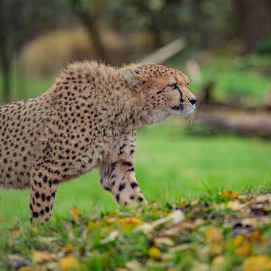 Cheetah Brothers Arrive At Chester Zoo To Help Save Their Species From Extinction 12 (1)