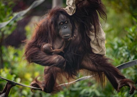 Critically Endangered Bornean Orangutan Is Born To Mum Leia At Chester Zoo