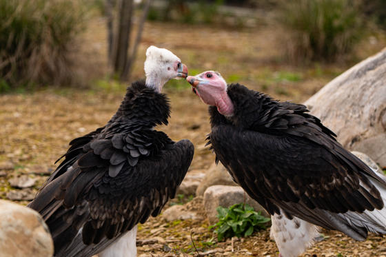 White Headed Vulture 2026 56 (4)
