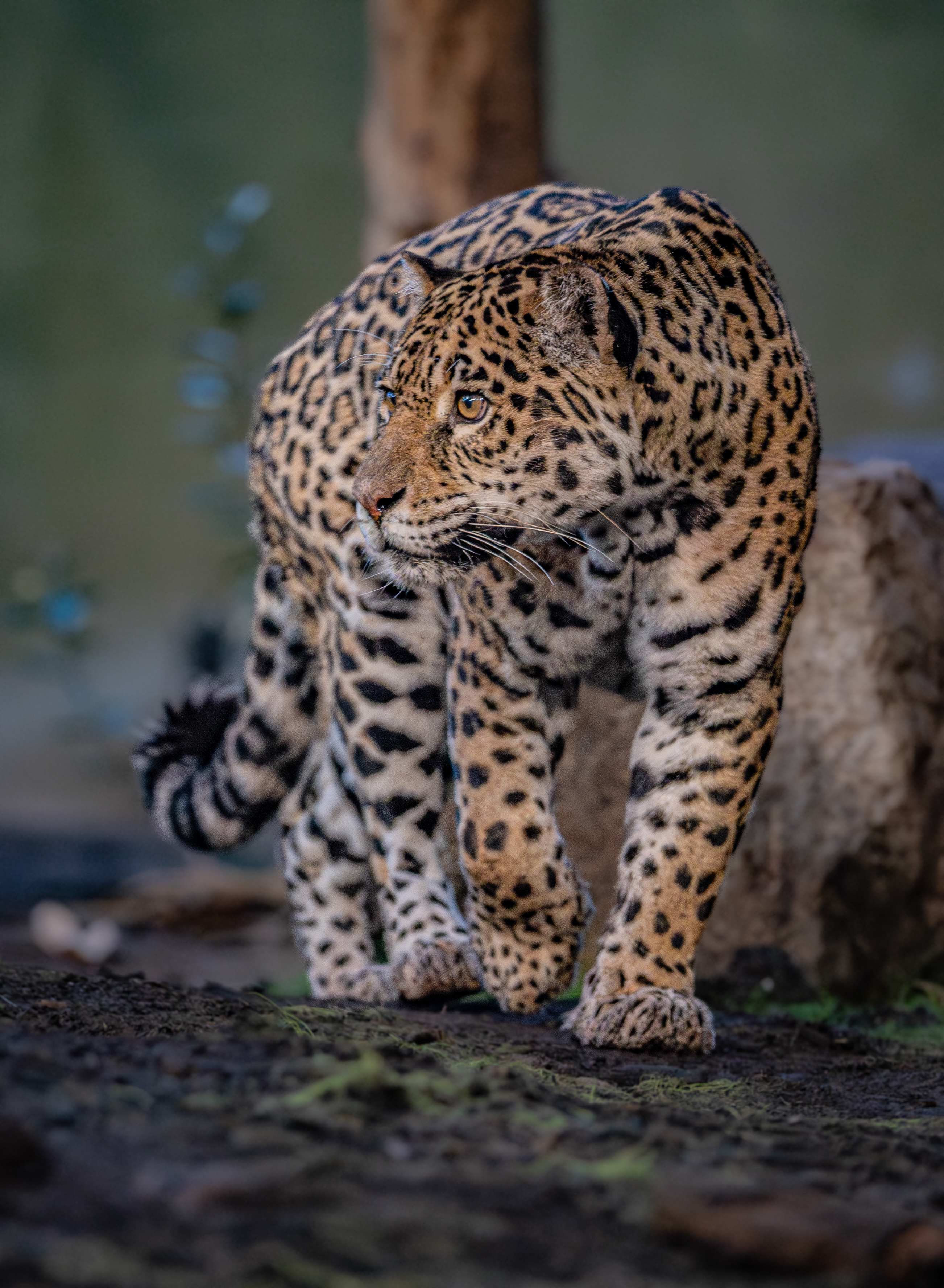 Mother And Son Jaguar Duo Bonita And Remi Explore Their New Retirement Home At Chester Zoo. Pictured Bonita1