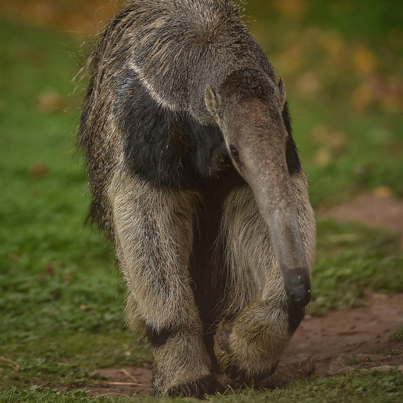 Giant anteater at Chester Zoo