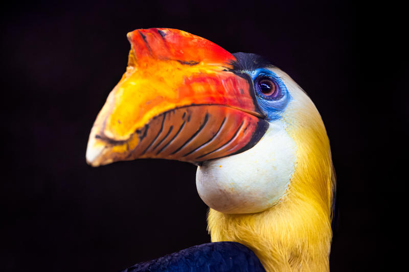 Davidhughes Wrinkled Hornbill Birds