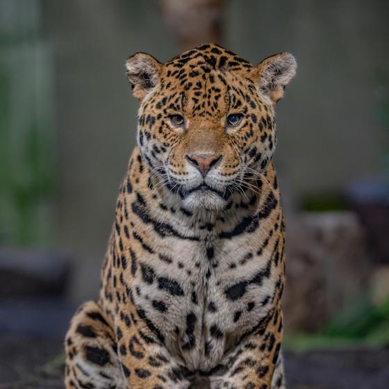 Mother And Son Jaguar Duo Bonita And Remi Explore Their New Retirement Home At Chester Zoo. Pictured Remi1 (1)