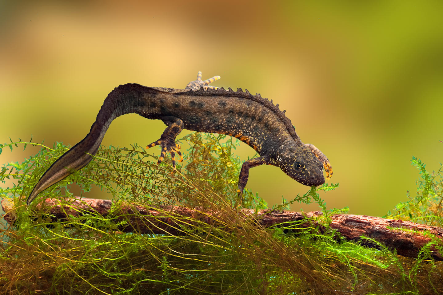 Great Crested Newt A UK Protected Species Set To Benefit From The New Chester Zoo Nature Reserve