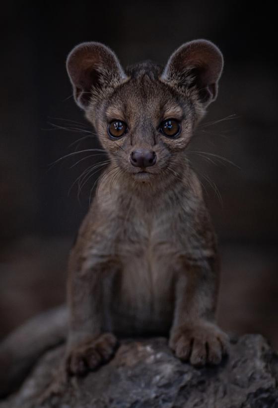Fossa 5