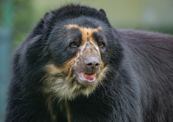 Copy Of New Male Andean Bear 'Obe' Arrives At Chester Zoo To Help Save His Species (28)