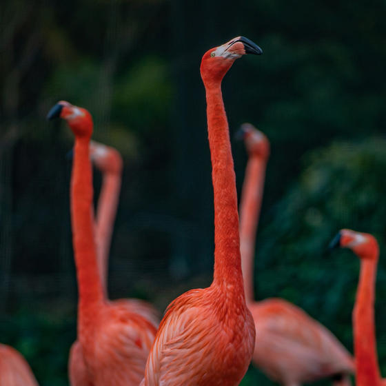 Caribbean Flamingo 3