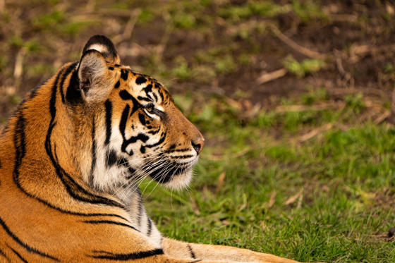Tiger