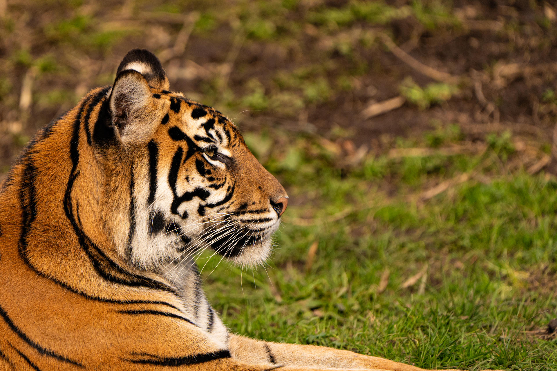Tiger
