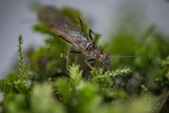 Sally Stonefly