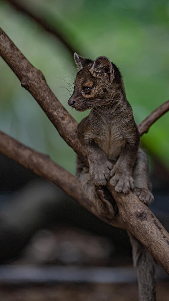 Fossa 6