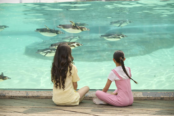 Children Looking At Penguins