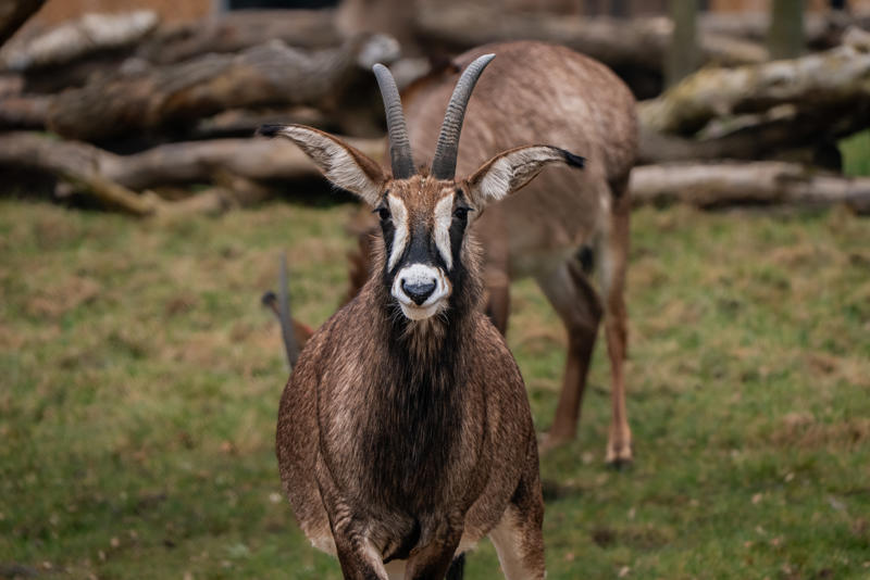 Roan Antelope 002