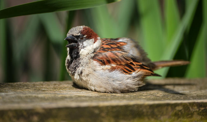 Finches Are Just One Of The UK's Diverse Species That The Zoo Is Helping To Encourage Back Into Communities