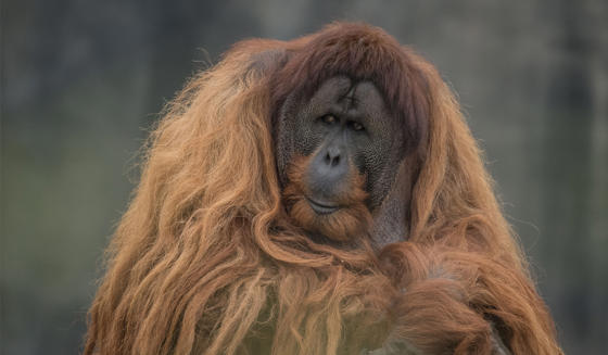 Sumatran Orangutan 1