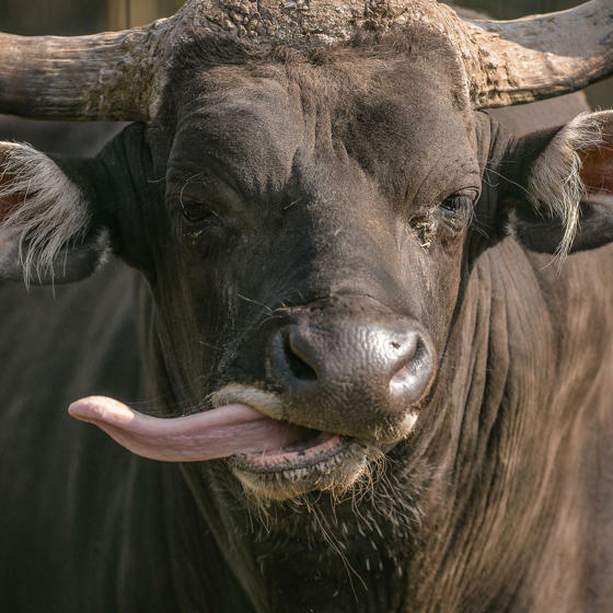 Banteng 2