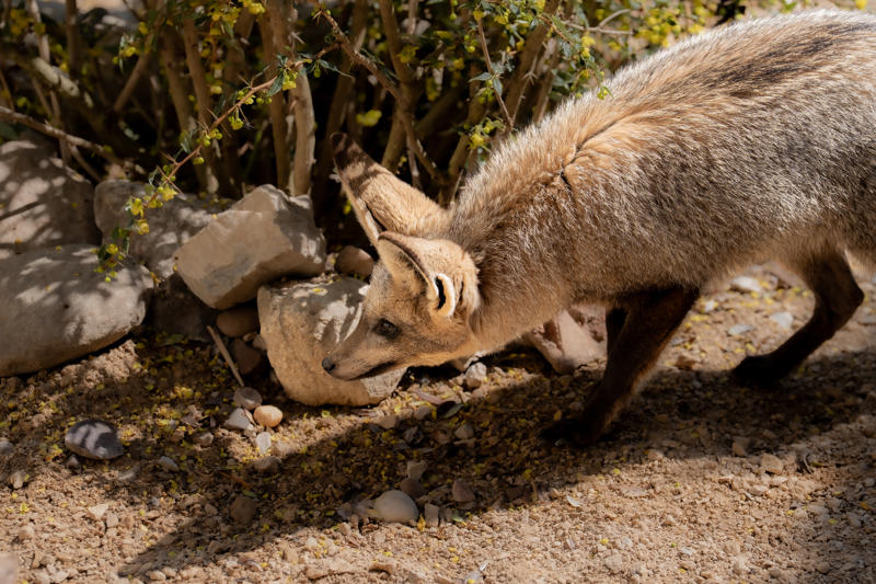 Bat Eared Fox 7