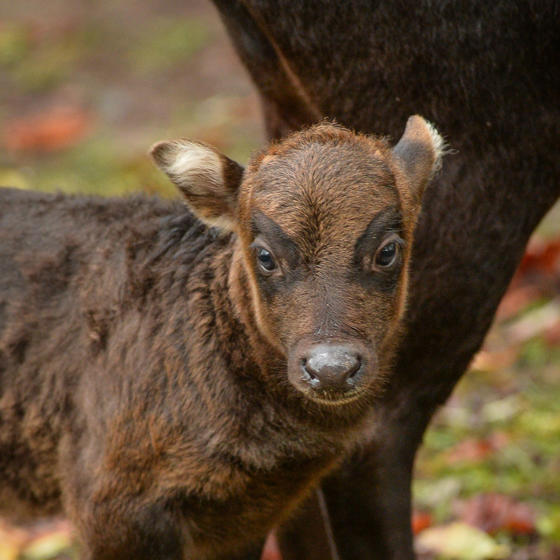 Anoa 5