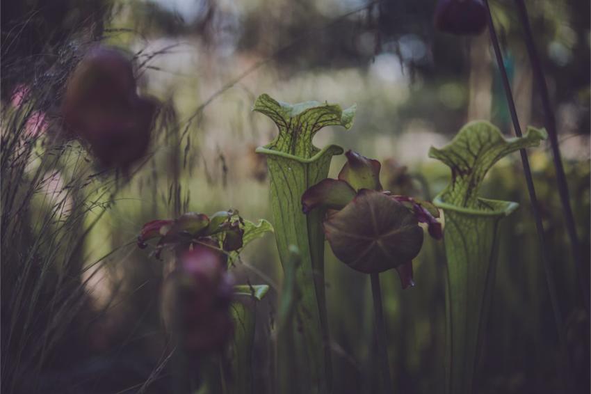 Pitcher Plant 2