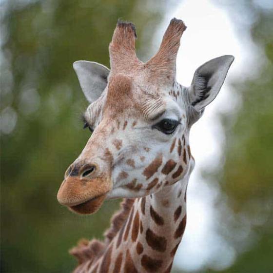 Giraffe (1)