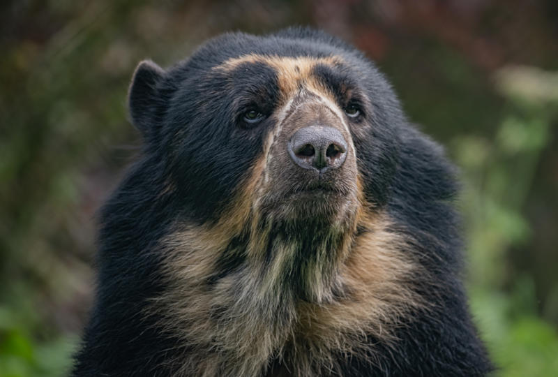 A close up picture of a male Andean bear. His fur is mostly black but there are lighter highlights around his muzzle