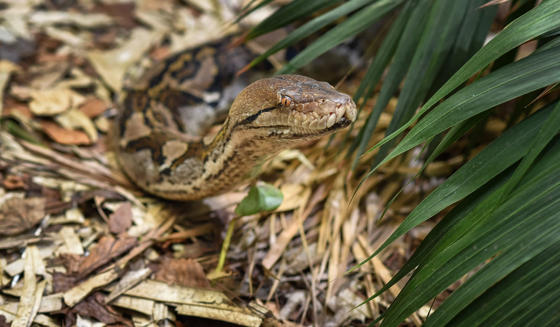 Reticulated Python 1