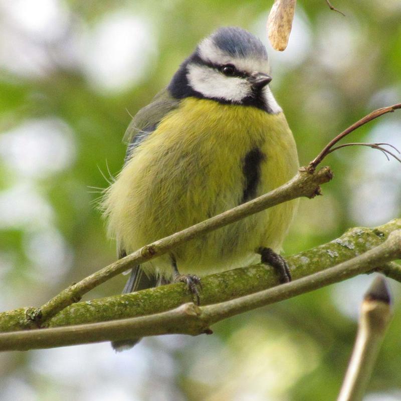 Bluetit Wildlife Connections Square