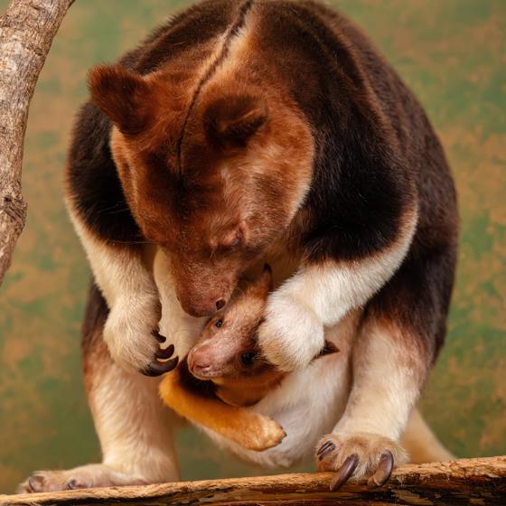 Treekangaroo Joey 2026 23
