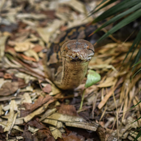 Reticulated Python 4