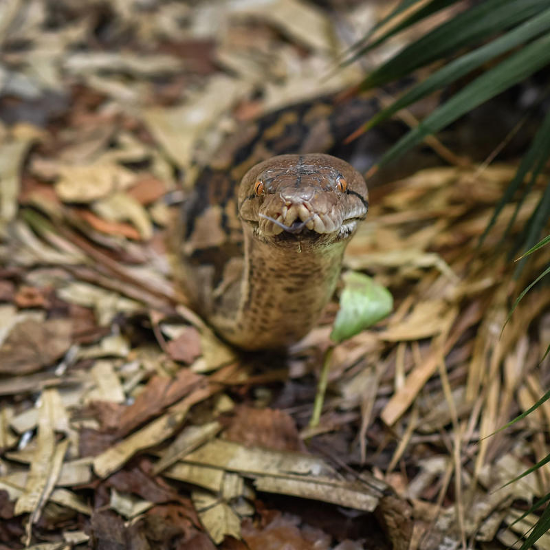 Reticulated python at Chester Zoo