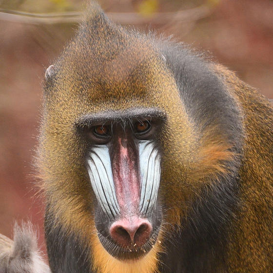 Mandrill 2