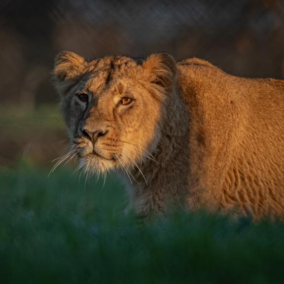 Asiatic Lion, Shanti (1)
