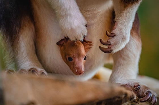 Tree Kangaroo 6