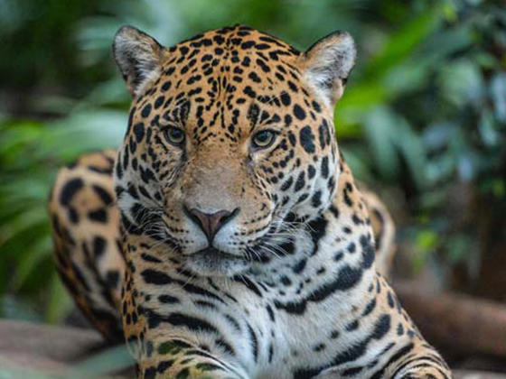 Jaguar At The Zoo 2