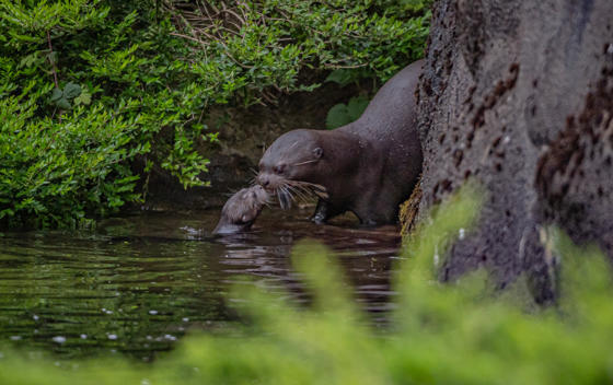 Otterpups 6