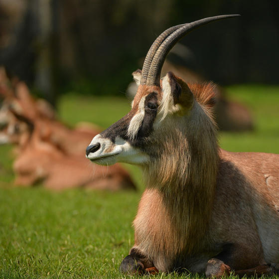 Roan Antelope 5