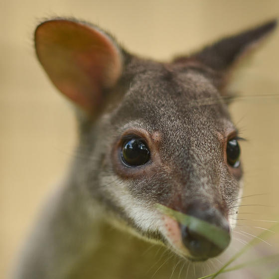 Dusky Pademelon 4