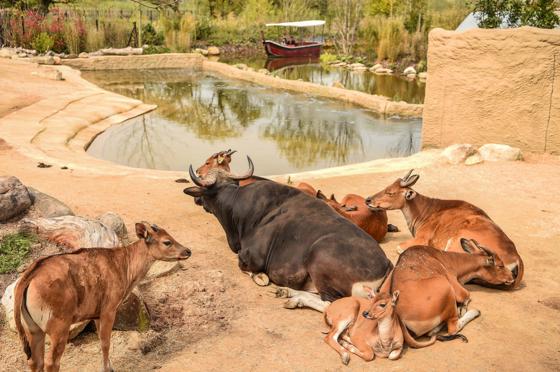 Islands Banteng