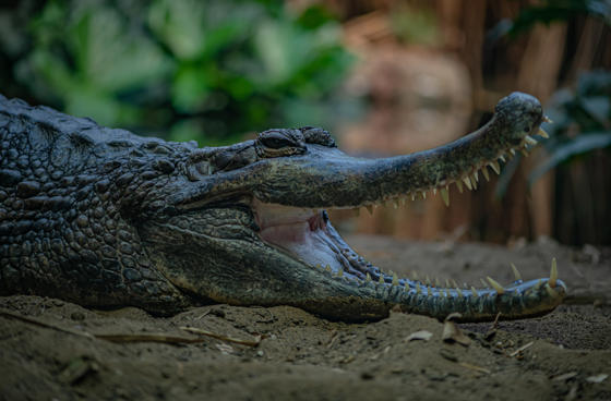 Sunda Gharial 6