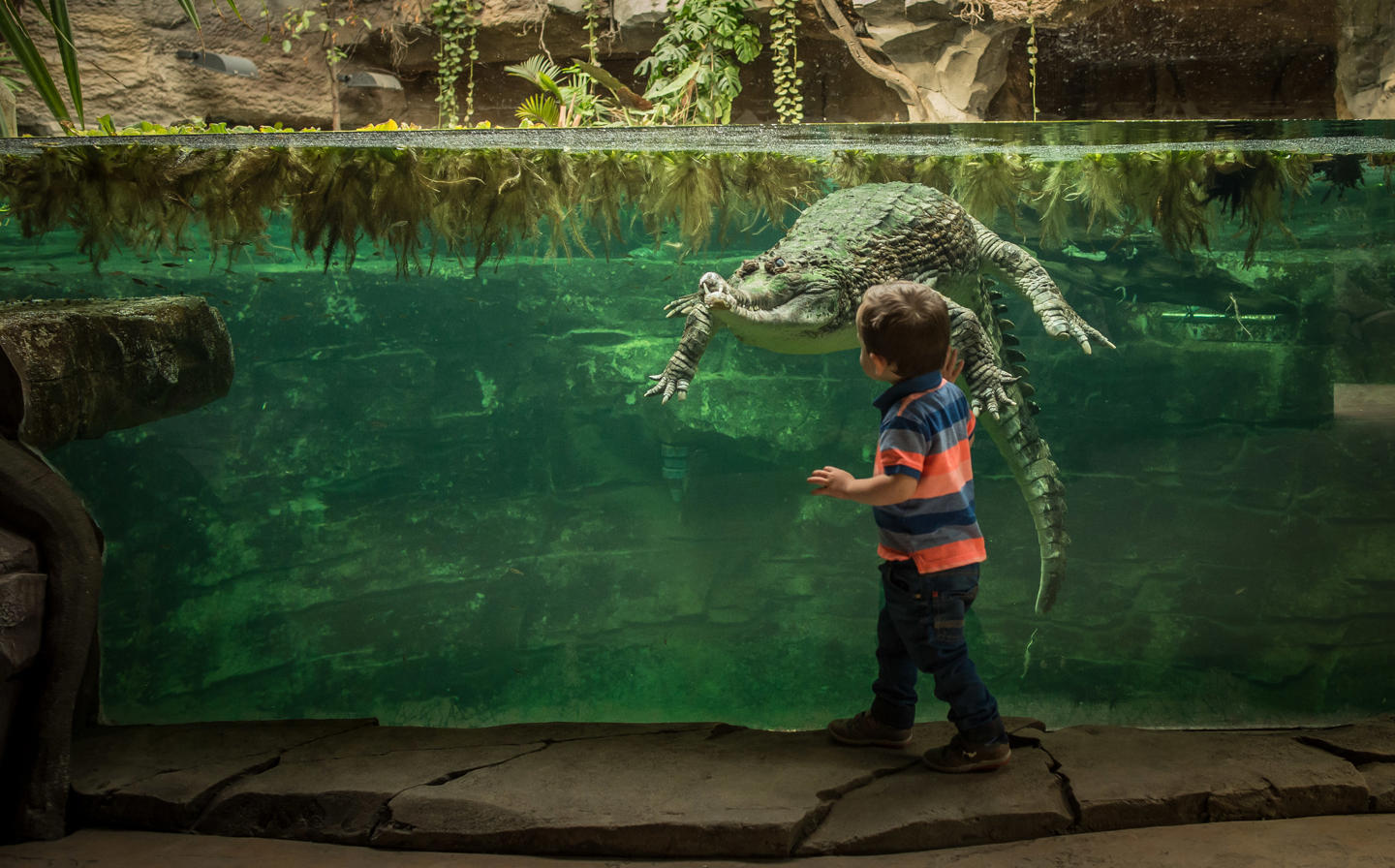 Sunda Gharial, Monsoon Forest,