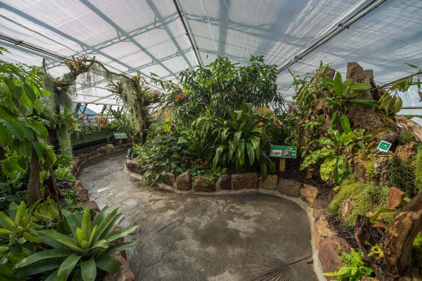 Plant Project 9