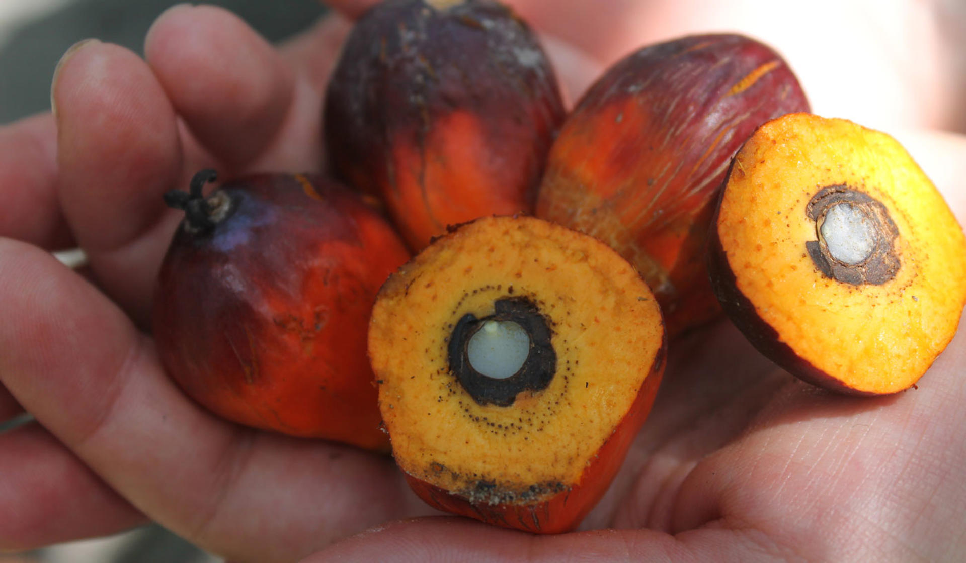 Borneo Hutan Palm Fruit