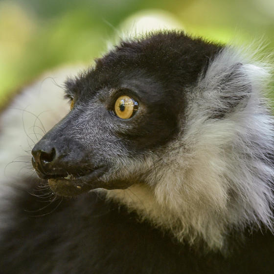 2017 White Belted Lemur In The Zoo Square