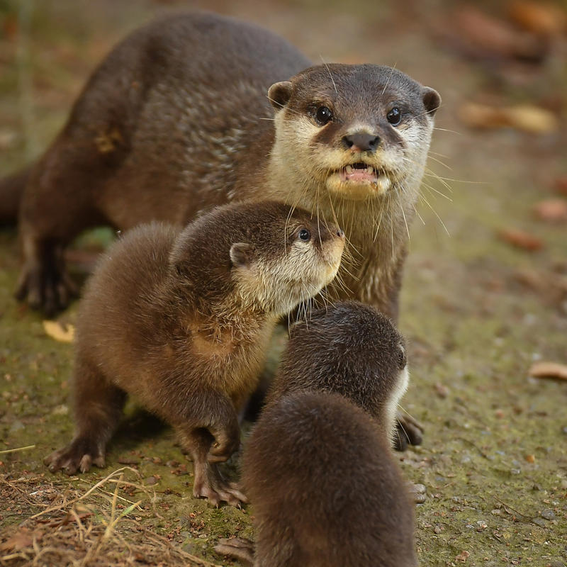 Asian Short Clawed Otter 7