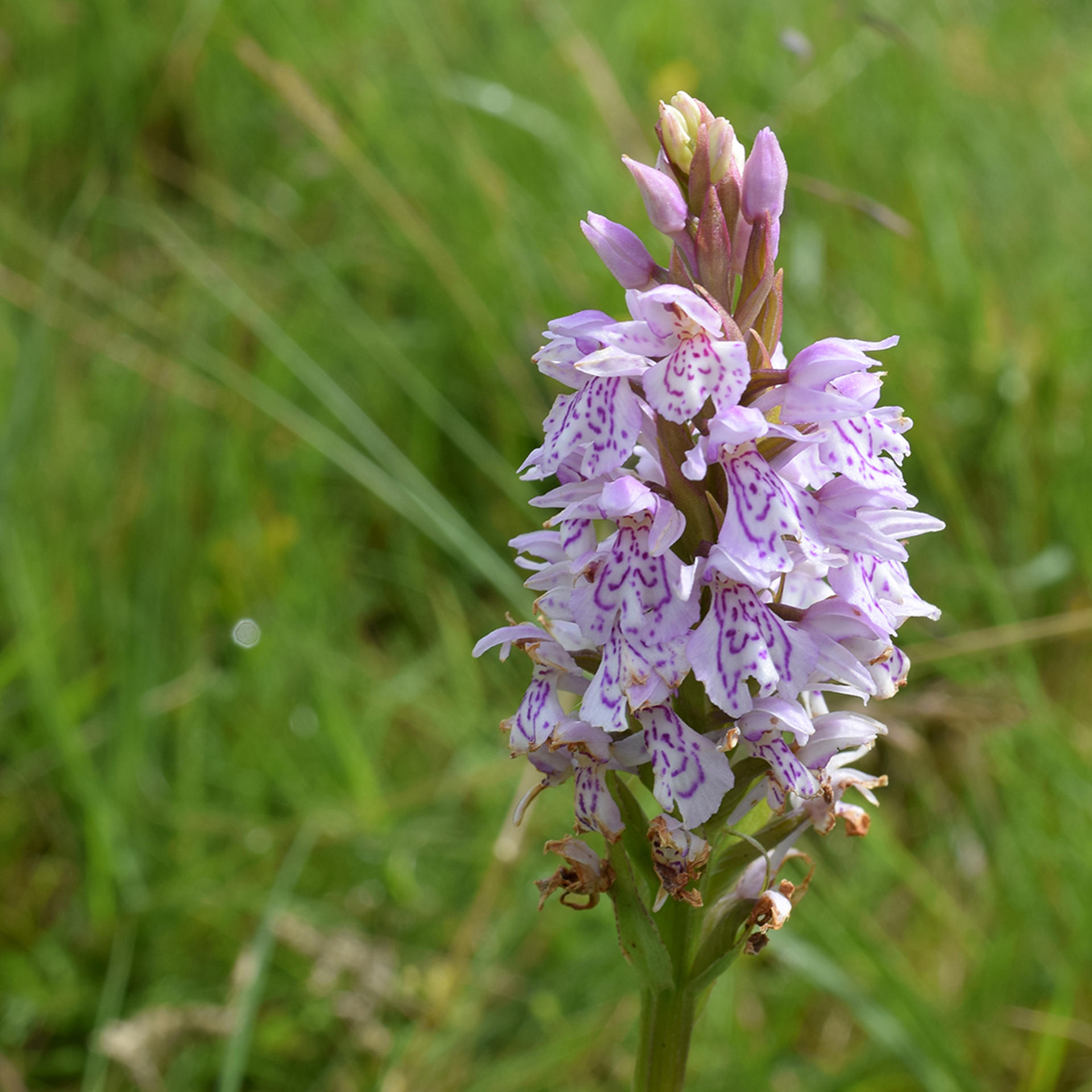 UK Orchid Square