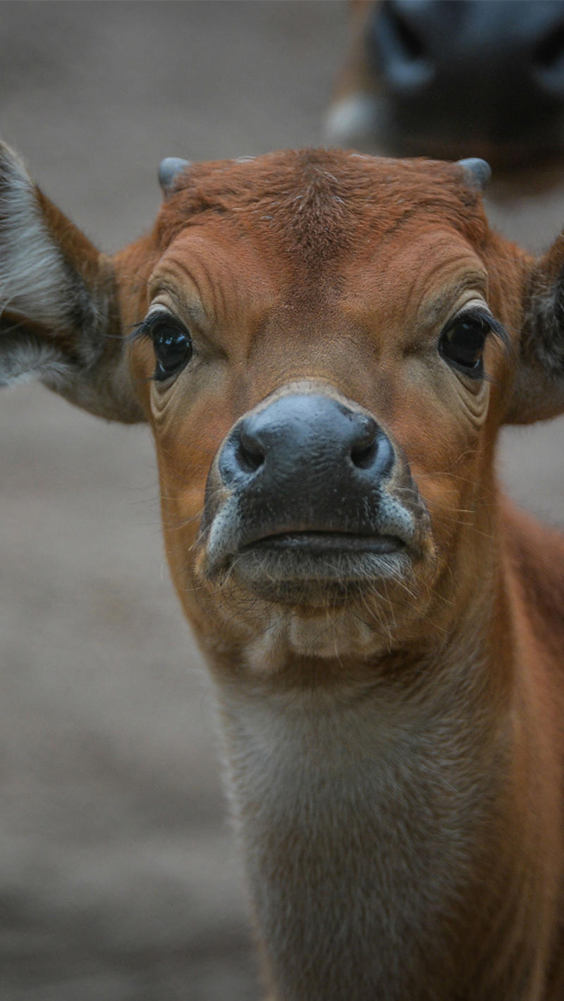 Banteng at Chester Zoo 