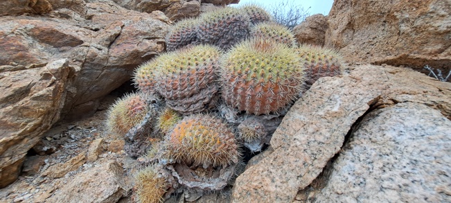 Photo shows a copiapoa plant, a cactus with orange-green, globular outgrowths covered in spines, living in a crack between rocks