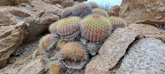 2024 Copiapoa In Situ Copyrightcz Paul Bamford (7) (1)