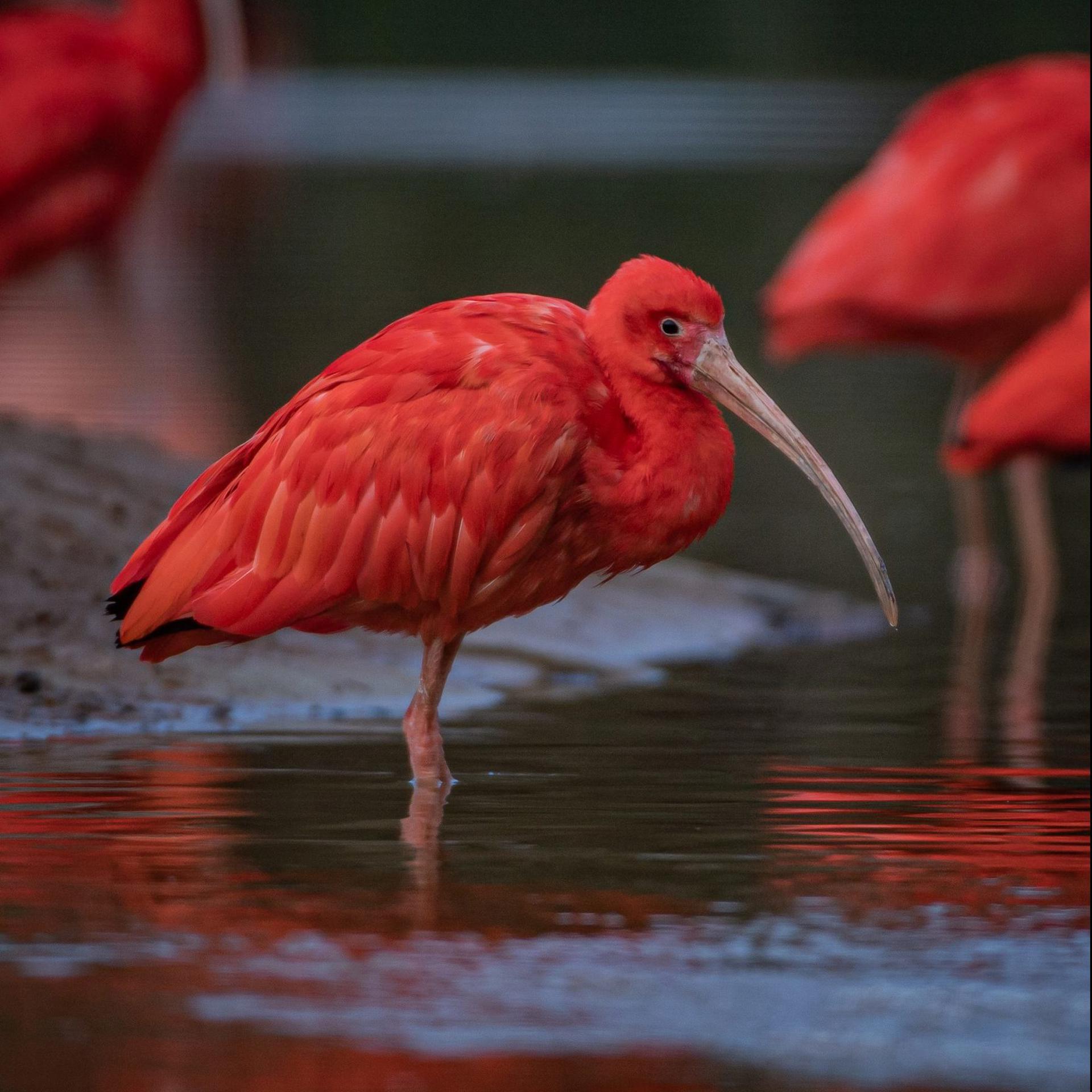 Scarlet ibis at Chester Zoo