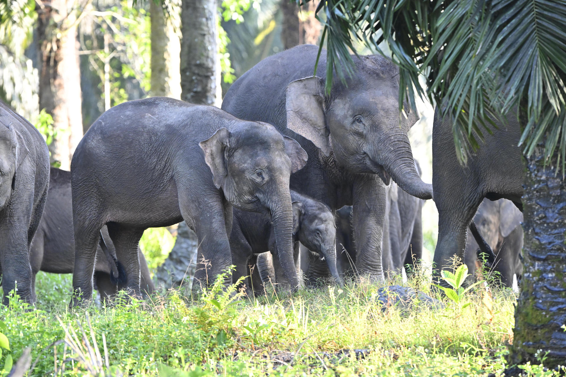 Group Of Bornean Elephant